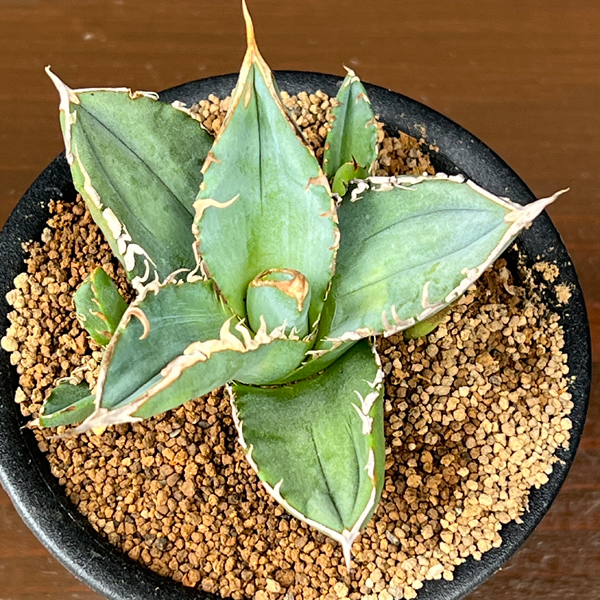 アガベ:チタノタ sp 3号鉢植え