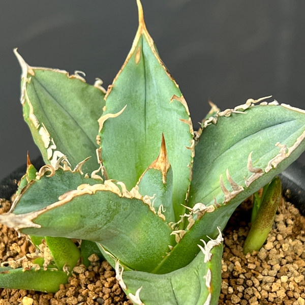 アガベ:チタノタ sp 3号鉢植え
