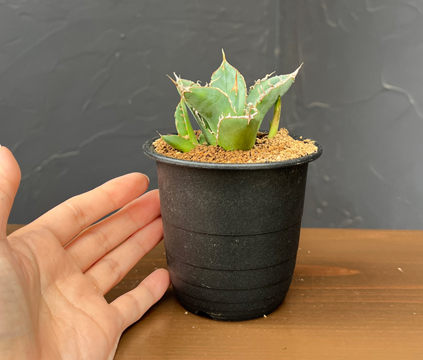 アガベ:チタノタ sp 3号鉢植え
