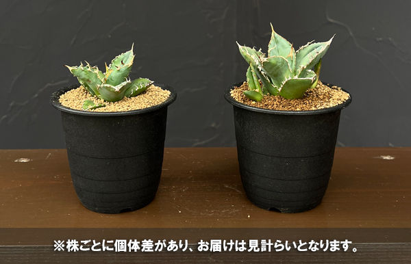 アガベ:チタノタ sp 3号鉢植え
