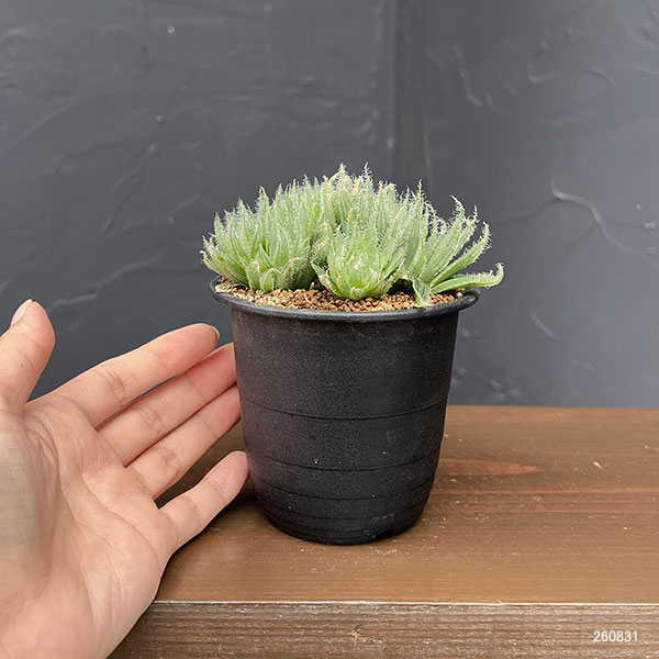 ハオルチア:青い妖精 3号鉢植え
