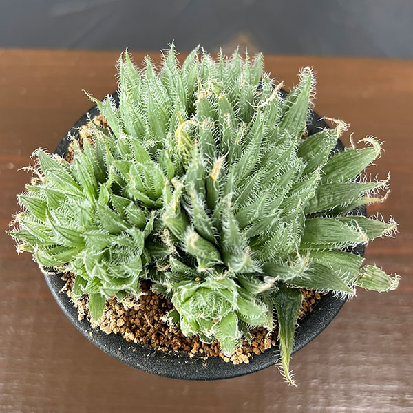 ハオルチア:青い妖精 3号鉢植え