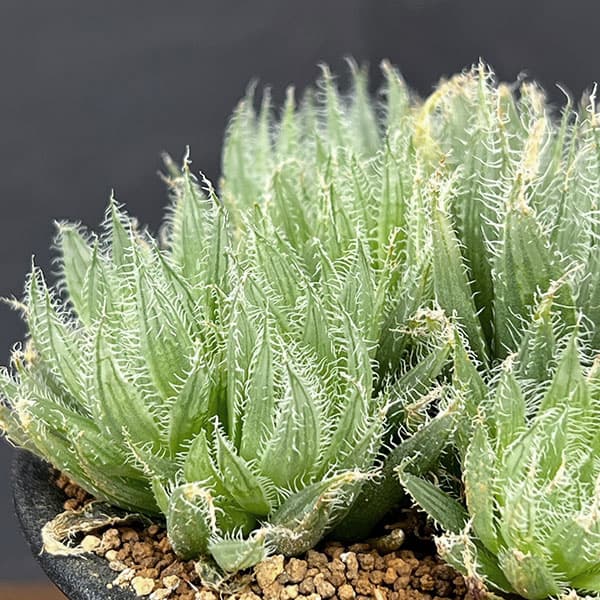ハオルチア:青い妖精 3号鉢植え