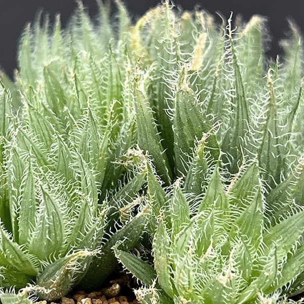 ハオルチア:青い妖精 3号鉢植え