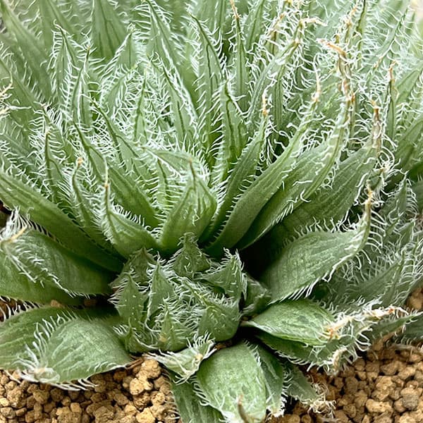 ハオルチア:青い妖精 3号鉢植え