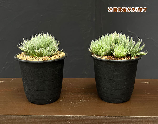 ハオルチア:青い妖精 3号鉢植え