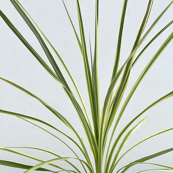 コルジリネ：ライムパッション4.5号ポット