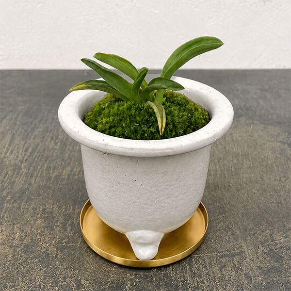 園芸ネット本店｜オモト（万年青）：出世実生・鉢植え／RAKU