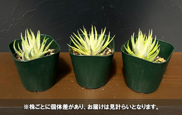 ハオルチア(ハオルチオプシス):白蝶 3号ポット