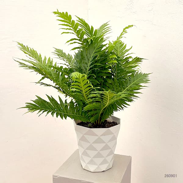 ブレクナム(ロマリア) シルバーレディー 6号鉢植え