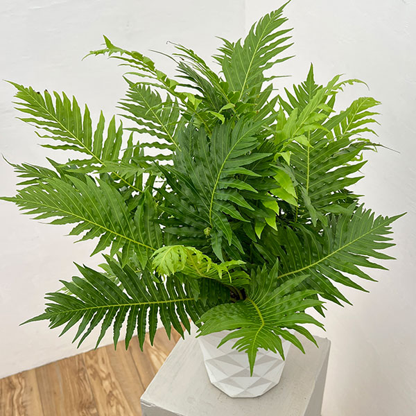 ブレクナム(ロマリア) シルバーレディー 6号鉢植え