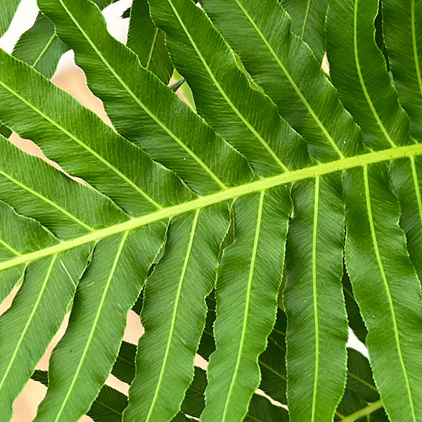 ブレクナム(ロマリア) シルバーレディー 6号鉢植え