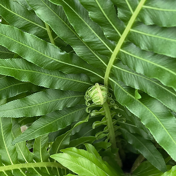 ブレクナム(ロマリア) シルバーレディー 6号鉢植え