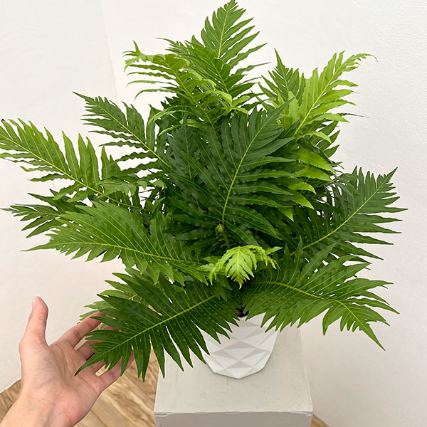 ブレクナム(ロマリア) シルバーレディー 6号鉢植え