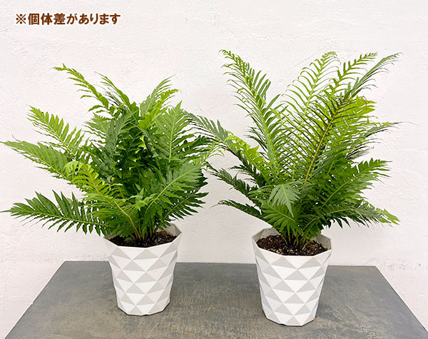 ブレクナム(ロマリア) シルバーレディー 6号鉢植え