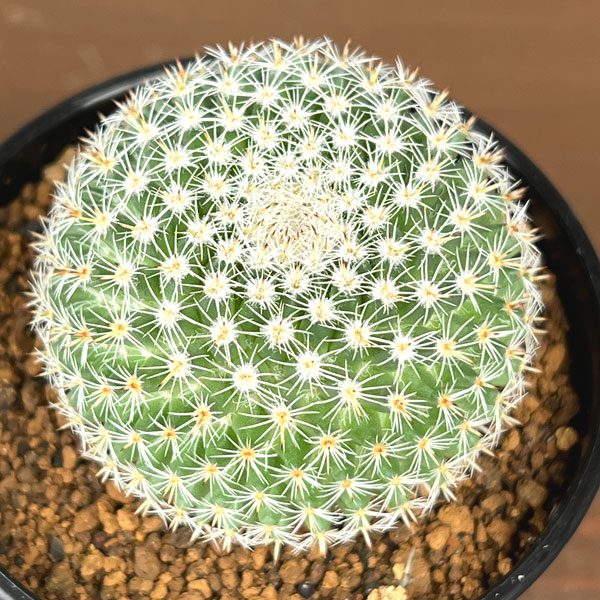 マミラリア：大福丸　2.5号鉢植え*