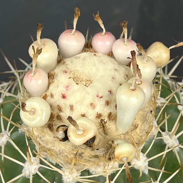 サボテン:メロカクタス ハクレイウン(白麗雲) 6号鉢植え