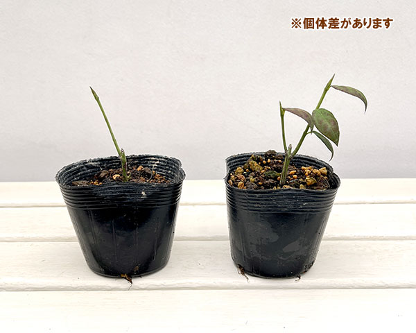 ツリバナ実生苗3.5号ポット