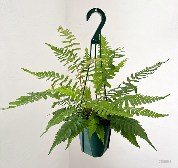 ブレクナム:オッチデンタレ 5号鉢植え