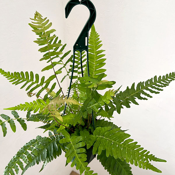 ブレクナム:オッチデンタレ 5号鉢植え