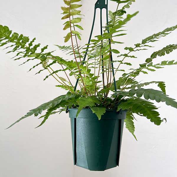 ブレクナム:オッチデンタレ 5号鉢植え