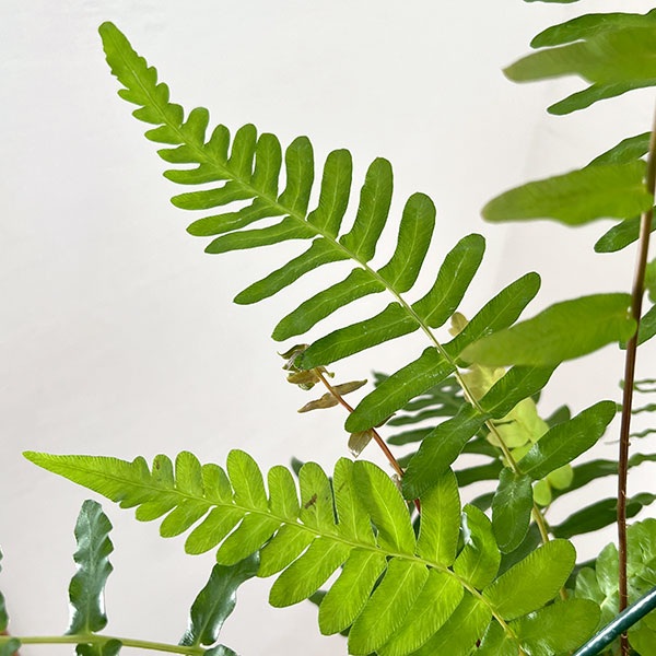 ブレクナム:オッチデンタレ 5号鉢植え