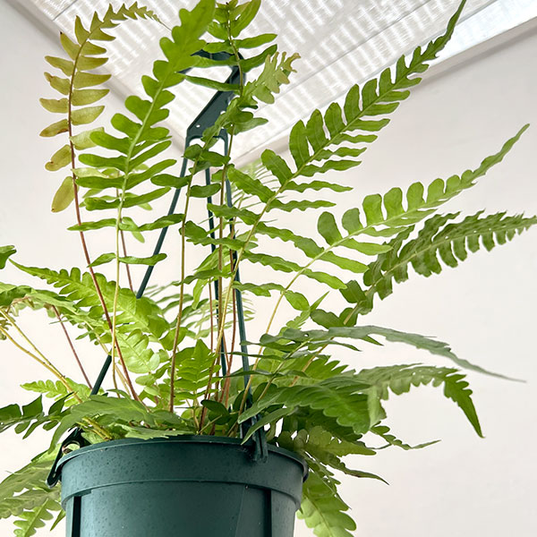 ブレクナム:オッチデンタレ 5号鉢植え