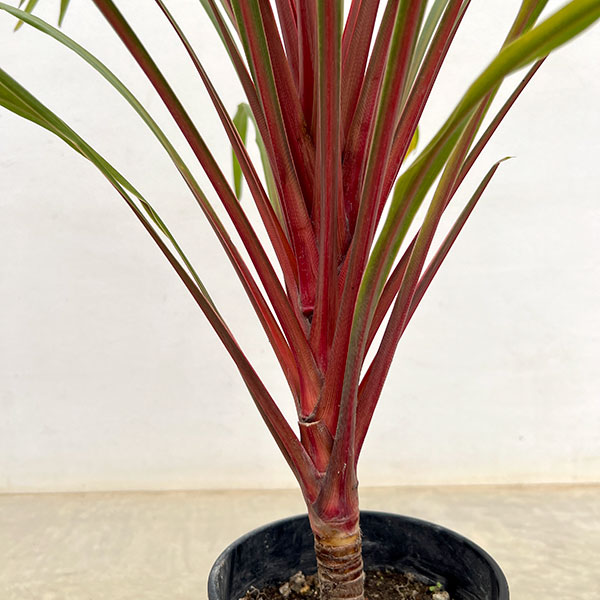 コルジリネ:サンダンス5号鉢植え