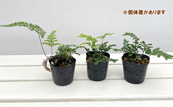 石化トキワシノブ（猫の手シノブ）2.5号ポット