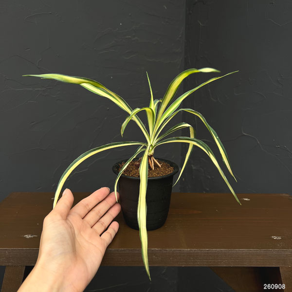 ユッカ:カラーガード(根上がり)3号鉢植え