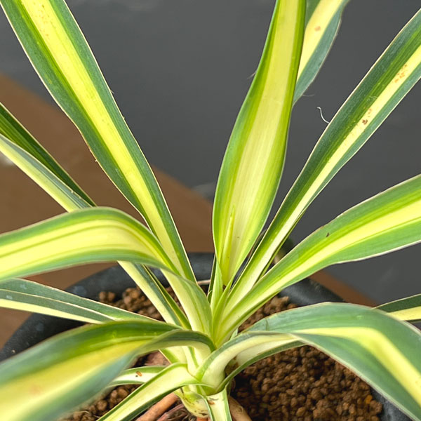 ユッカ:カラーガード(根上がり)3号鉢植え