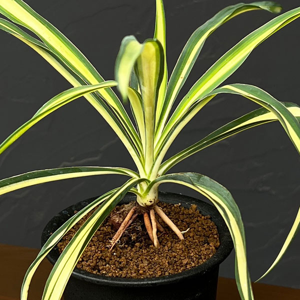 ユッカ:カラーガード(根上がり)3号鉢植え