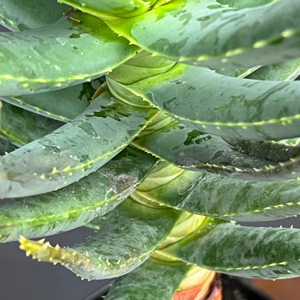 アロエ:ディコトマ(根上がり)鉢植え26-01