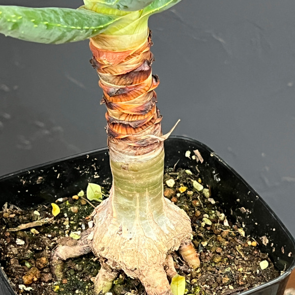 アロエ:ディコトマ(根上がり)鉢植え26-01