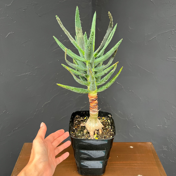 アロエ:ディコトマ(根上がり)鉢植え26-01