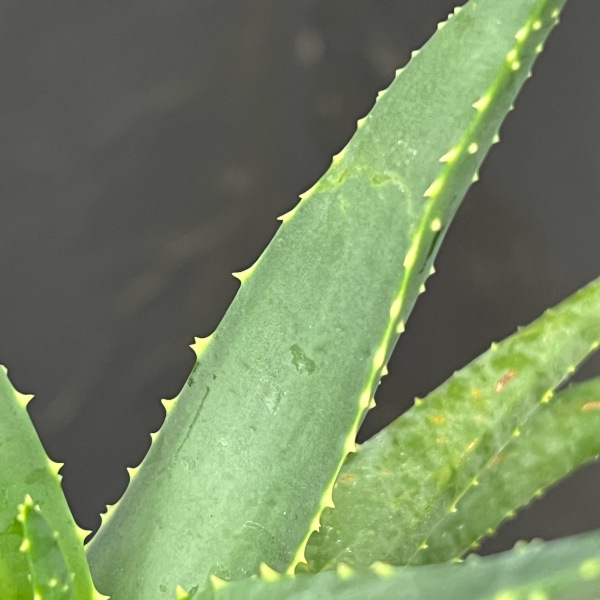 アロエ:ディコトマ(根上がり)鉢植え26-02