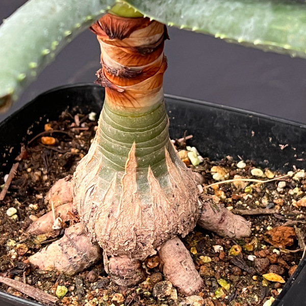 アロエ:ディコトマ(根上がり)鉢植え26-02