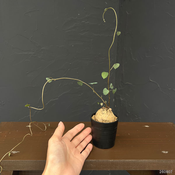 ステファニア:ブラッドバイン 3号鉢植え26-01