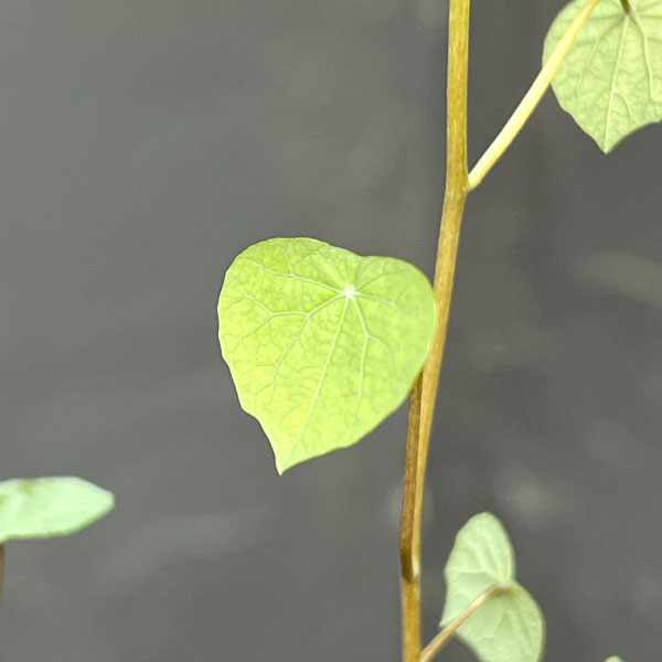 ステファニア:ブラッドバイン 3号鉢植え26-01