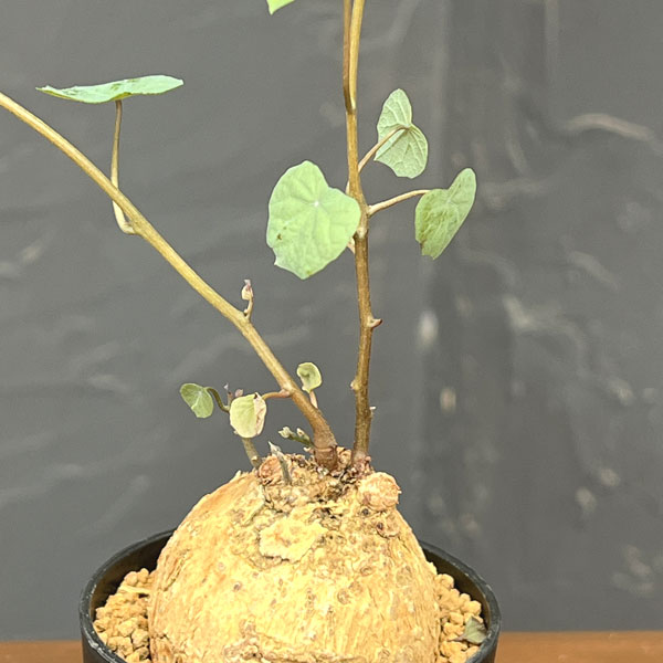 ステファニア:ブラッドバイン 3号鉢植え26-01