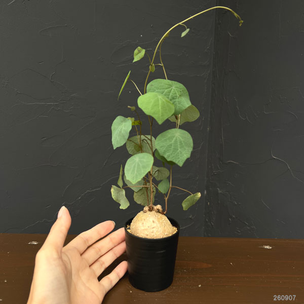 ステファニア:ブラッドバイン 3号鉢植え26-02