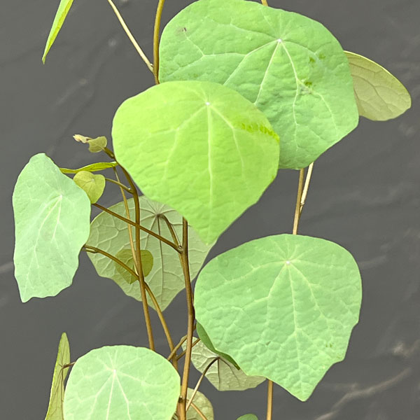 ステファニア:ブラッドバイン 3号鉢植え26-02