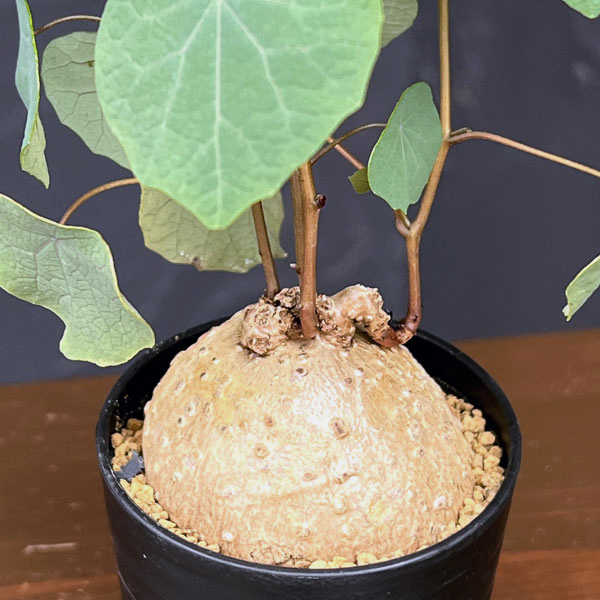 ステファニア:ブラッドバイン 3号鉢植え26-02