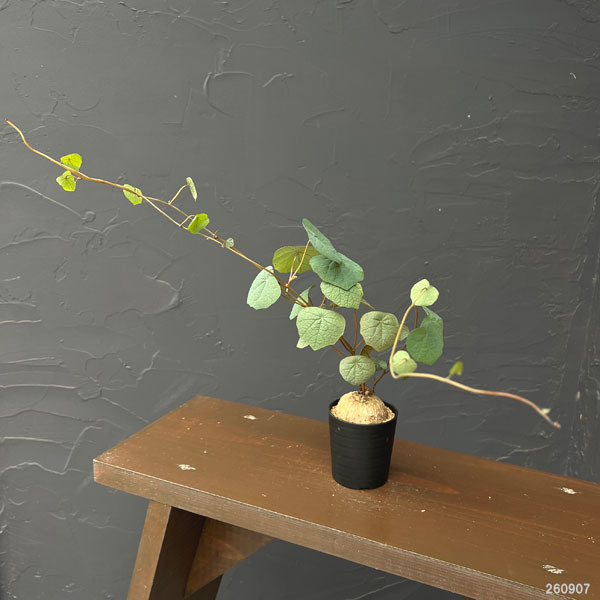 ステファニア:ブラッドバイン 3号鉢植え26-03