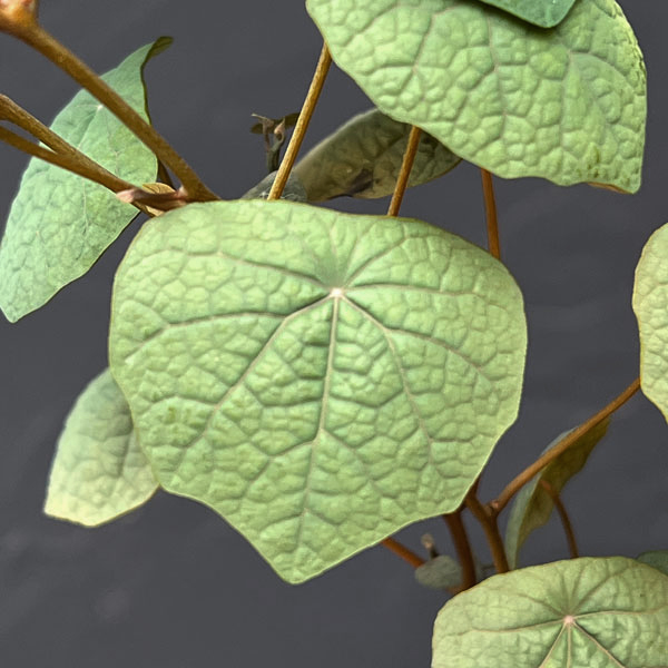 ステファニア:ブラッドバイン 3号鉢植え26-03