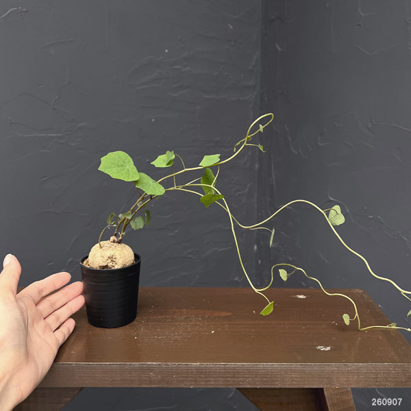 ステファニア:ブラッドバイン 3号鉢植え26-04
