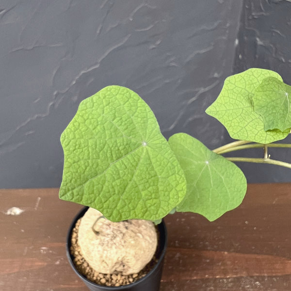 ステファニア:ブラッドバイン 3号鉢植え26-04