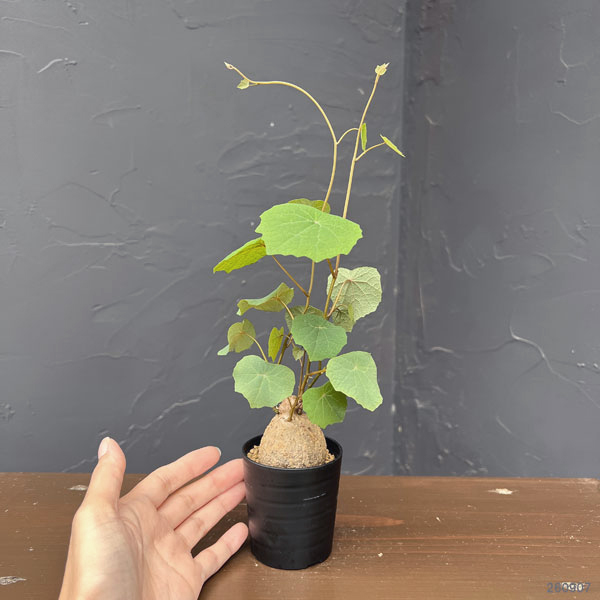 ステファニア:ブラッドバイン 3号鉢植え26-05