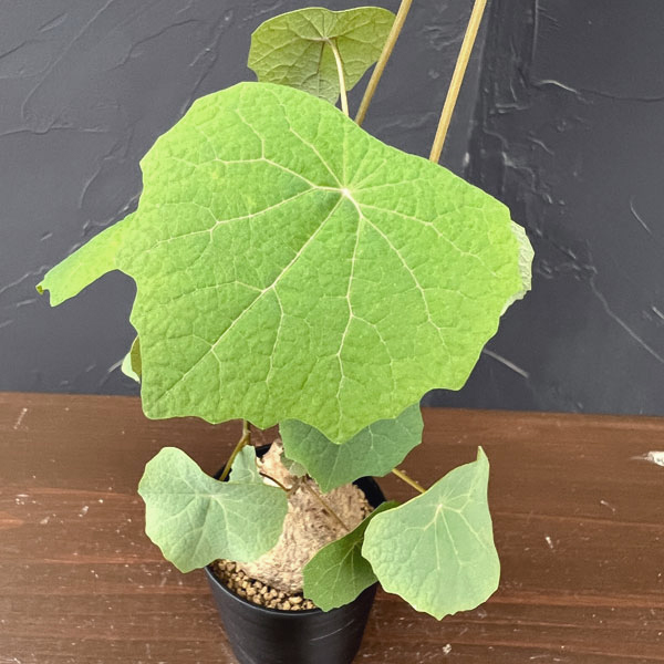 ステファニア:ブラッドバイン 3号鉢植え26-05
