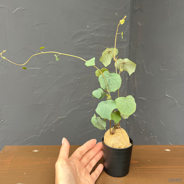 ステファニア:ブラッドバイン 3号鉢植え26-06